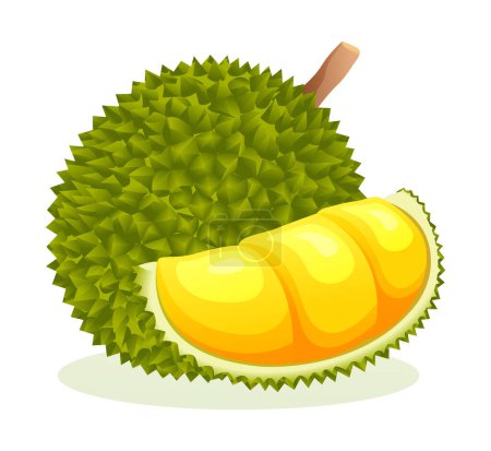Ilustración de Ilustración vectorial de frutas durianas aisladas sobre fondo blanco - Imagen libre de derechos