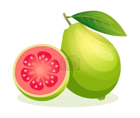 Ilustración de Guayaba fruta entera y media en rodajas ilustración vectorial aislado sobre fondo blanco - Imagen libre de derechos