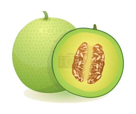 Téléchargez les illustrations : Fruits melon frais entiers et demi-coupés. Illustration vectorielle isolée sur fond blanc - en licence libre de droit