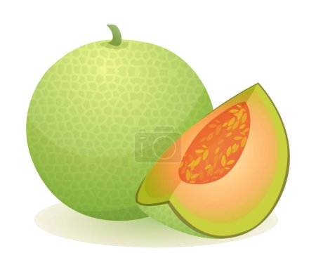 Téléchargez les illustrations : Melon entier et tranché. Illustration vectorielle de fruits isolée sur fond blanc - en licence libre de droit