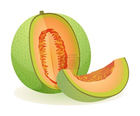 Téléchargez les illustrations : Entier et tranché de melon. Illustration vectorielle de fruits isolée sur fond blanc - en licence libre de droit