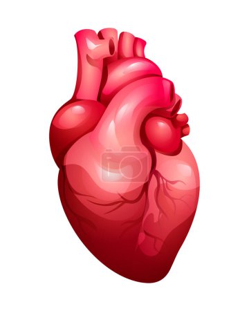 Illustration for Human heart with the venous system. Anatomy of internal organ. Vector illustration isolated on white background - Royalty Free Image