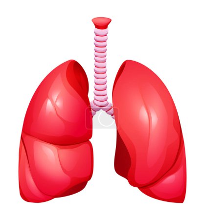 Ilustración de Pulmones humanos. Pulmón derecho e izquierdo con tráquea. Anatomía del sistema de órganos respiratorios. Ilustración vectorial aislada sobre fondo blanco - Imagen libre de derechos