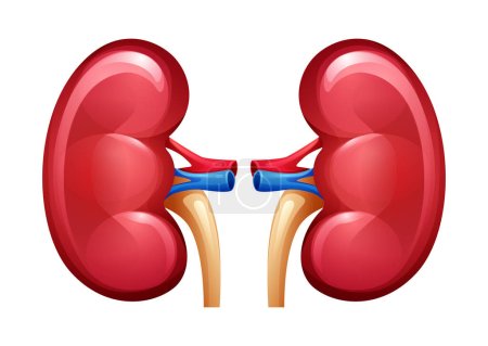 Illustration for Human kidney. Urinary system. Anatomy of internal organ. Vector illustration isolated on white background - Royalty Free Image