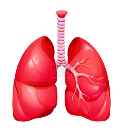Ilustración de Pulmones humanos. Anatomía del sistema respiratorio. Ilustración vectorial aislada sobre fondo blanco - Imagen libre de derechos