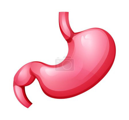 Ilustración de Estómago humano. Anatomía del órgano interno. Ilustración vectorial aislada sobre fondo blanco - Imagen libre de derechos