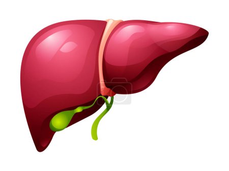 Illustration for Human liver and gallbladder organ. Anatomy of internal organ. Vector illustration isolated on white background - Royalty Free Image