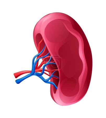 Illustration for Human spleen. Anatomy of internal organ. Vector illustration isolated on white background - Royalty Free Image