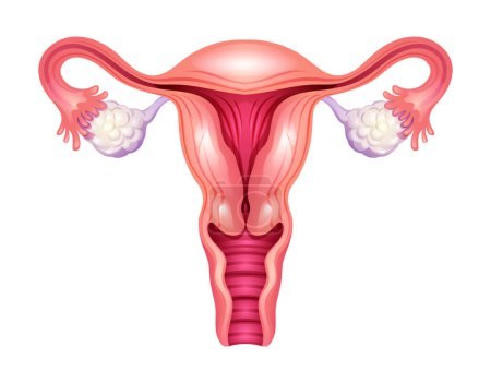 Ilustración de Útero. Sistema reproductivo femenino. Ilustración vectorial aislada sobre fondo blanco - Imagen libre de derechos