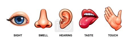 Ilustración de Conjunto de cinco sentidos humanos. Vista, olfato, oído, gusto y tacto. Ilustración vectorial - Imagen libre de derechos