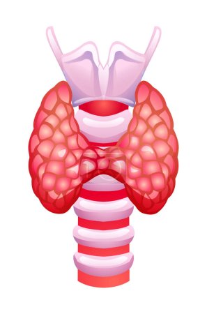 Téléchargez les illustrations : Thyroïde humaine. Anatomie de l'organe interne. Illustration vectorielle isolée sur fond blanc - en licence libre de droit