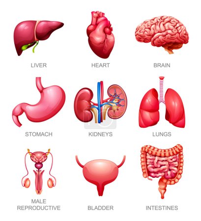 Ilustración de Conjunto de órganos internos humanos. Hígado, corazón, cerebro, estómago, riñones, pulmones, reproducción masculina, vejiga e intestinos. Ilustración vectorial - Imagen libre de derechos