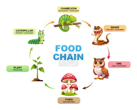 Cadena alimenticia que muestra las relaciones entre una planta, camaleón, serpiente, búho y hongos. Ilustración vectorial