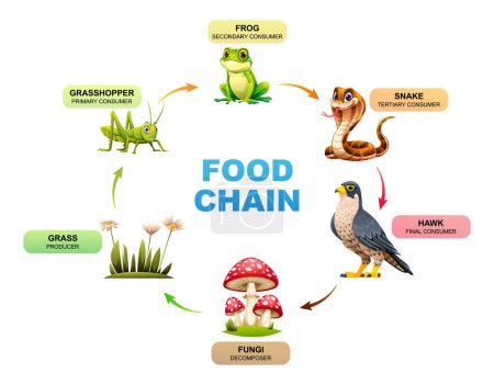 Food chain diagram showing the relationships between a grass, grasshopper, frog, snake, hawk, and fungi. Vector illustration