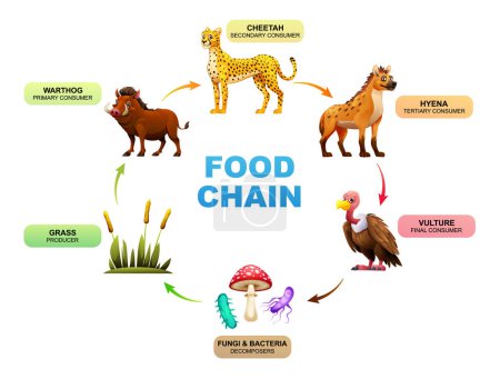 Ecosistema de la cadena alimentaria. Dibujos animados vectoriales ilustración
