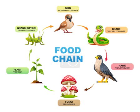 Diagrama de la cadena alimentaria que muestra las relaciones entre una planta, saltamontes, aves, serpientes, halcones y hongos. Ilustración vectorial