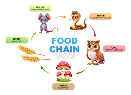 Ilustración vectorial de un ecosistema de cadena alimentaria