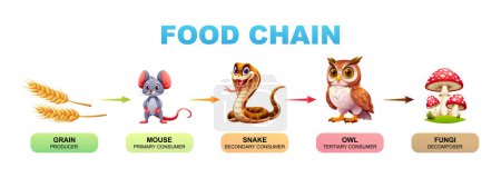 Food chain vector cartoon illustration showing grain, mouse, snake, owl, and fungi