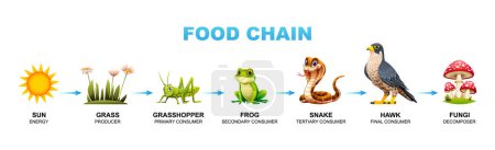 Food chain vector cartoon illustration showing sun, grass, grasshopper, frog, snake, hawk, and fungi