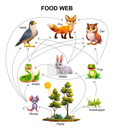 Food web ecosystem vector cartoon illustration