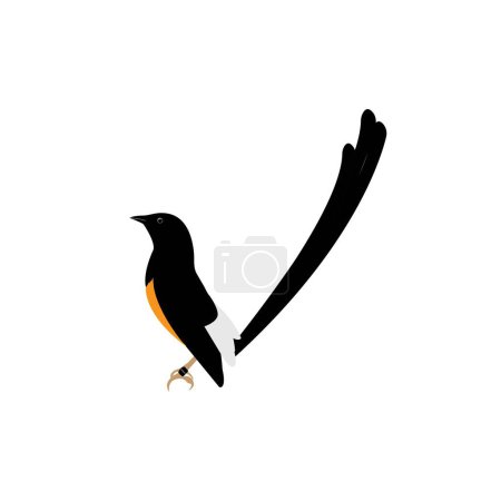Illustration for Murai batu bird vector illustration - Royalty Free Image