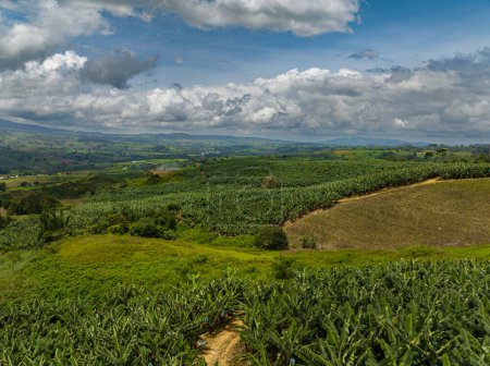 Téléchargez les photos : Terrain agricole avec plantation de bananes à Mindanao, Philippines. Vue d'en haut. - en image libre de droit