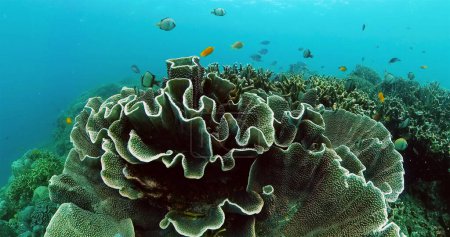 Foto de Escena de buceo y snorkel. Coloridos peces tropicales y arrecifes de coral. Mundo submarino. - Imagen libre de derechos