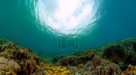 Foto de Coloridos peces y corales. Paisaje del mundo submarino. - Imagen libre de derechos