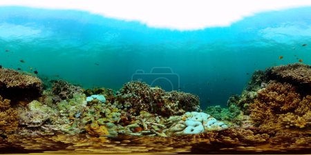 Foto de Mundo submarino con arrecifes de coral y peces. Santuario Marino. VR 360. - Imagen libre de derechos