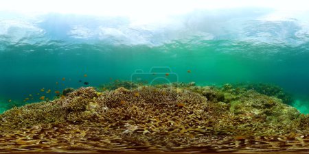 Poissons tropicaux colorés et récifs coralliens. Monde sous-marin. panorama 360.