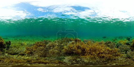 Escena de buceo y snorkel. Coloridos peces tropicales y diversos arrecifes de coral. Mundo submarino. 360 panorama.