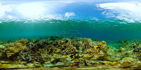 Foto de Peces submarinos de colores. Corales bajo el mar. Área marina protegida. 360 panorama. - Imagen libre de derechos
