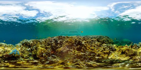 Underwater background scene, hard coral reef with fishes of underwater world. 360 panorama.