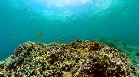 Foto de Peces tropicales y corales. Mundo submarino con peces de colores y arrecife de coral. - Imagen libre de derechos