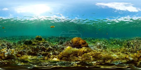 Underwater world with soft and hard corals. Marine fish in tropical sea. 360 panorama.