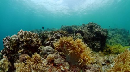 Foto de Peces tropicales y arrecifes de coral. Fondo mundial submarino. - Imagen libre de derechos