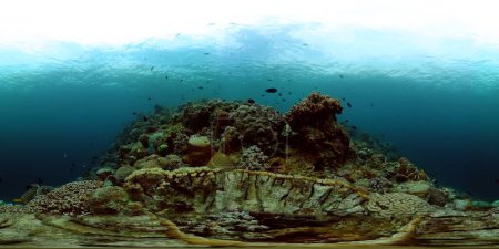 Underwater coral reef landscape. Marine protected area. Virtual Reality 360.