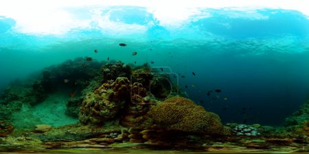 Tropical underwater scene. Coral and colorful, marine life under the sea. Equirectangular panoramic.