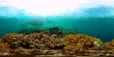 Sardinenschule unter Wasser. Tropische Korallen unter dem Meer. Virtuelle Realität 360.