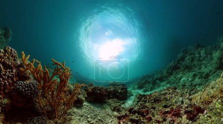 Foto de Paisaje submarino de arrecifes de coral. Peces tropicales bajo el agua. - Imagen libre de derechos
