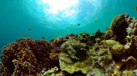Foto de Paisaje mundial submarino de arrecife de coral tropical y peces. Hermoso arrecife de coral con peces coloridos. - Imagen libre de derechos
