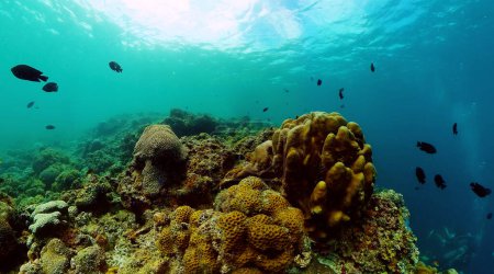 Foto de Peces tropicales y coral. Escena de buceo y snorkel. - Imagen libre de derechos