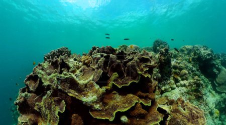 Underwater life landscape with colorful fish and coral reef. Marine sanctuary, protected area.