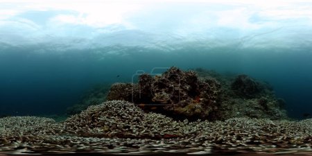 Reef underwater tropical coral garden. Underwater sea fish. Monoscopic image.