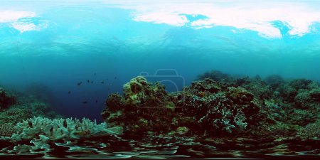Underwater life in the ocean with beautiful coral reef and fish. 360-Degree view.