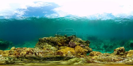 Coral garden underwater, tropical fish scene. Underwater world. 360-Degree view.