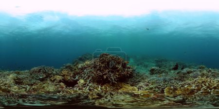 Korallengarten unter Wasser, tropische Fischszene. Meeresleben unter dem Meer. Monoskopisches Bild.
