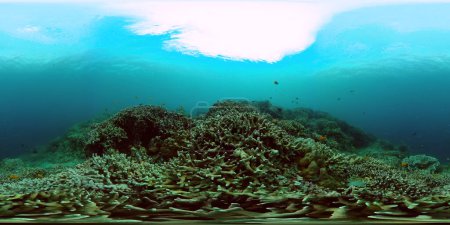 Meereslebewesen Meereswelt. Tropische Korallenriffe und Fische unter Wasser. 360-Grad-Ansicht.