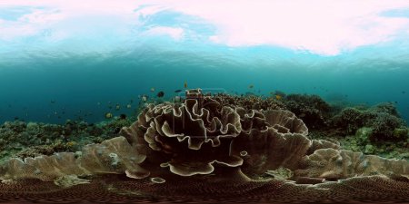 Beautiful coral garden under the sea. Colorful tropical fish and corals. 360-Degree view.