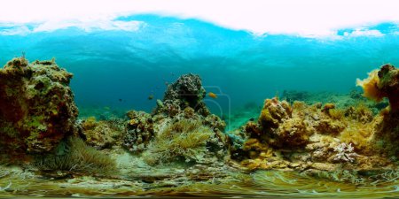 Fische und Korallenriffe unter dem Meer. Korallenlandschaft unter Wasser. Monoskopisches Bild.